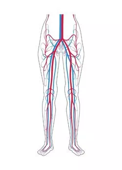 Visualisatie van bloedsomloop in de benen